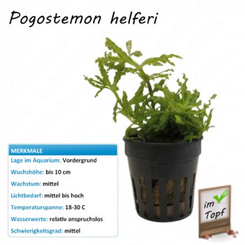 Pogostemon helferi im Topf