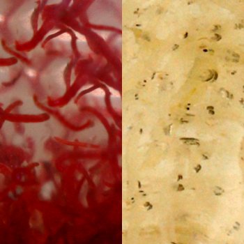 Rote und Weiße Mückenlarven Lebendfutter Mix
