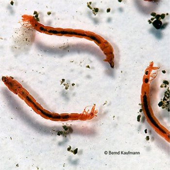 Rote Mckenlarven Lebendfutter