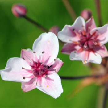 Schwanenblume - Butomus umbellatus