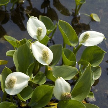 Sumpf-Calla - Calla palustris