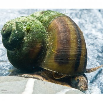 Sumpfdeckelschnecke - Schnecke fr Teich & Aquarium