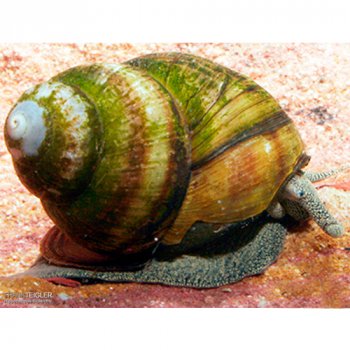 Sumpfdeckelschnecke für Teiche bei bachflohkrebse.de kaufen