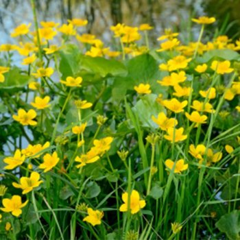 Sumpfdotterblume - Caltha palustris