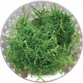 Taiwan Moos (Taxiphyllum alternans Taiwan Moss) in vitro