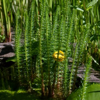 Tannenwedel - Hippuris vulgaris