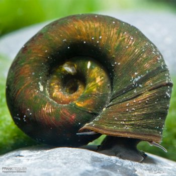 Europische Teich Posthornschnecke