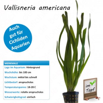 Vallisneria americana im Topf