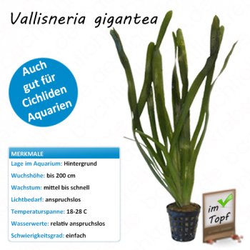 Vallisneria gigantea im Topf