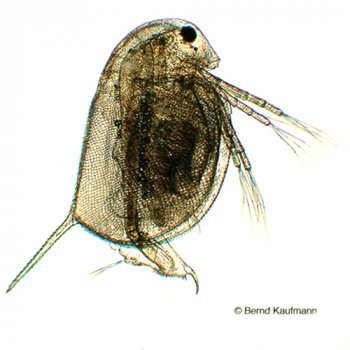 Daphnia / Wasserflhe Lebendfutter