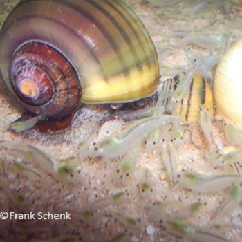 White Pearl Garnele / Weiperlengarnel