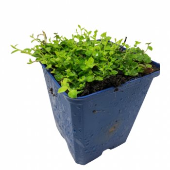 Blauer Bubikopf / Teppichlobelie - Isotoma fluviatilis
