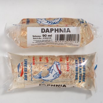 Daphnia / Wasserflhe Lebendfutter