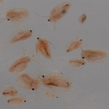 Daphnia / Wasserflhe Lebendfutter