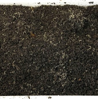 Enchytren Zuchtansatz in Styroporbox