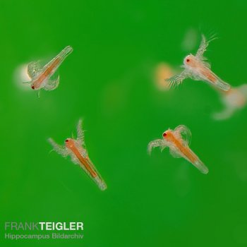 Frisch geschlpfte Artemia-Nauplien - Lebendfutter