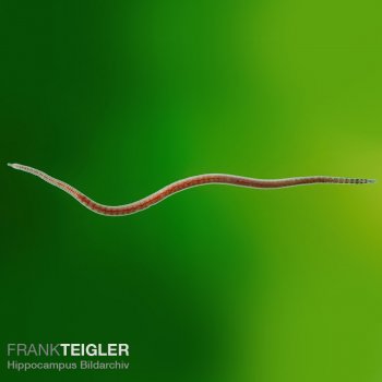 Glanzwrmer / California Blackworm - Lebendfutter - Lumbriculus variegatus