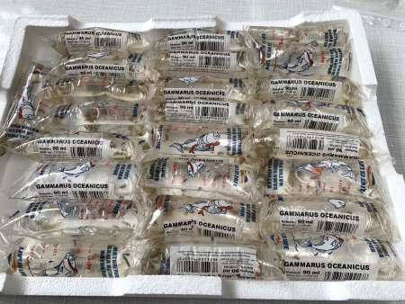 Marine Flohkrebse Lebendfutter