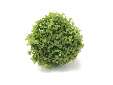 Mircanthemum Monte Carlo in Vitro