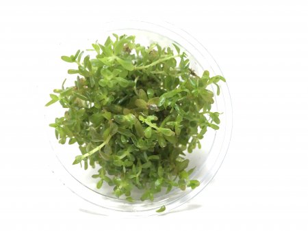 Rotala rotundifolia in vitro