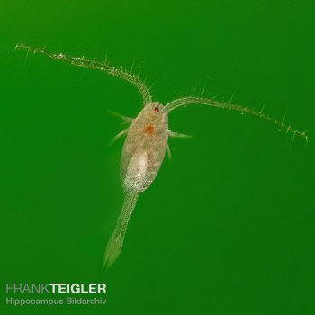 Seewassercopepoden Lebendfutter / Hpferlinge / Cyclops spec. / Ruderfukrebse