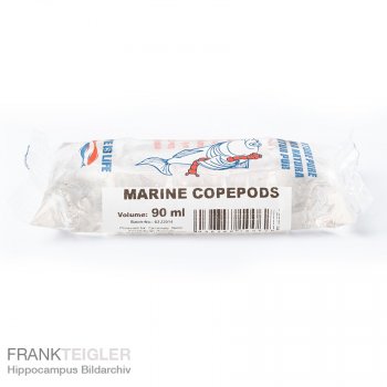 Seewassercopepoden Lebendfutter / Hpferlinge / Cyclops spec. / Ruderfukrebse