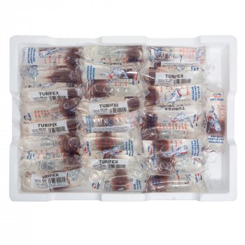 Tubifex - Schlammrhrenwrmer Lebendfutter