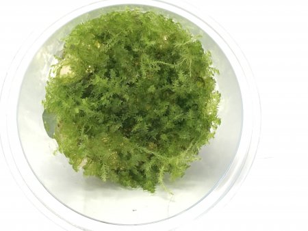 Vesicularia dubyana Christmas moos in Vitro