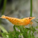Orange Sakura Zwerggarnele - Neocaridina davidi