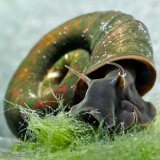 Europische Teich Posthornschnecke