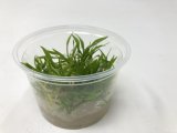 Cryptocoryne parva
