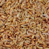 Gammarus ( Bachflohkrebse ) getrocknet