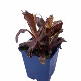 Kardinals-Lobelie  - Lobelia cardinalis