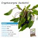 Cryptocoryne beckettii im Topf
