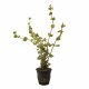 Rotala rotundifolia im Topf Rotala rotundifolia im Topf