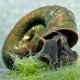 Europische Teich Posthornschnecke