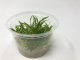 Cryptocoryne parva