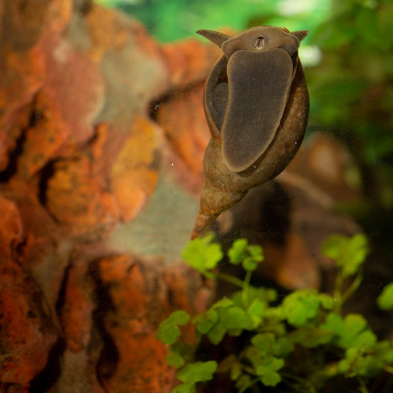 Spitzschlammschnecke für Teiche bei bachflohkrebse.de kaufen