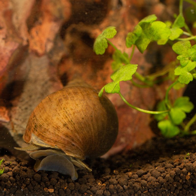 Spitzschlammschnecke für Teiche bei bachflohkrebse.de kaufen