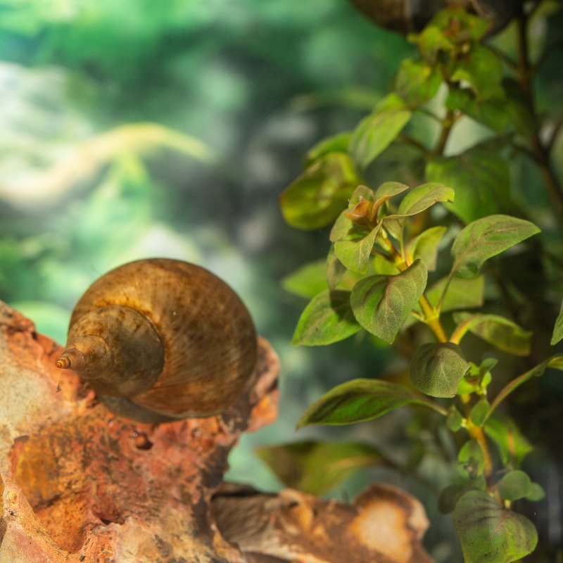 Spitzschlammschnecke für Teiche bei bachflohkrebse.de kaufen