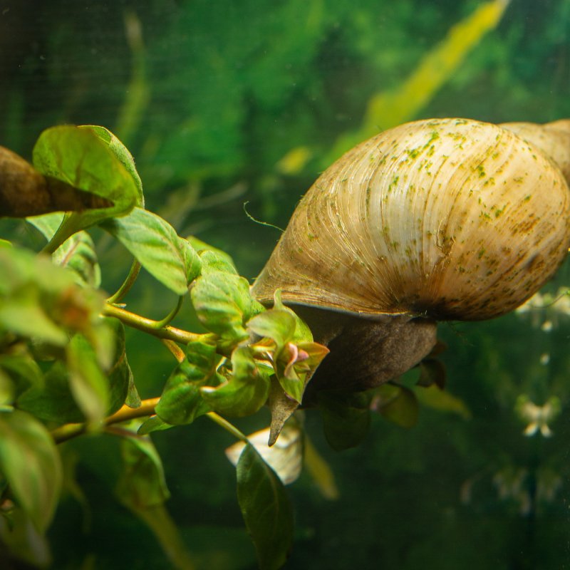 Spitzschlammschnecke für Teiche bei bachflohkrebse.de kaufen