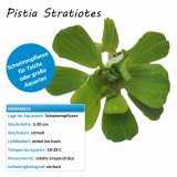 Pistia Stratiotes - Muschelblume