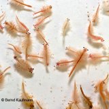 Artemia Salina- (klein)