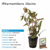 Alternanthera lilacina im Topf