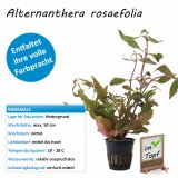 Alternanthera rosaefolia im Topf