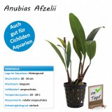 Anubias Afzelii im Topf