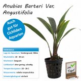 Anubias barteri var. angustifolia im Topf