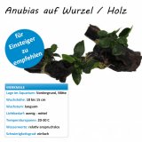 Anubias auf Wurzel / Holz