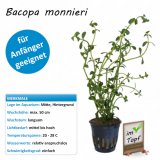Bacopa monnieri im Topf  - Kleines Fettblatt - Wasserpflanze