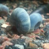 5x Blaue Posthornschnecke